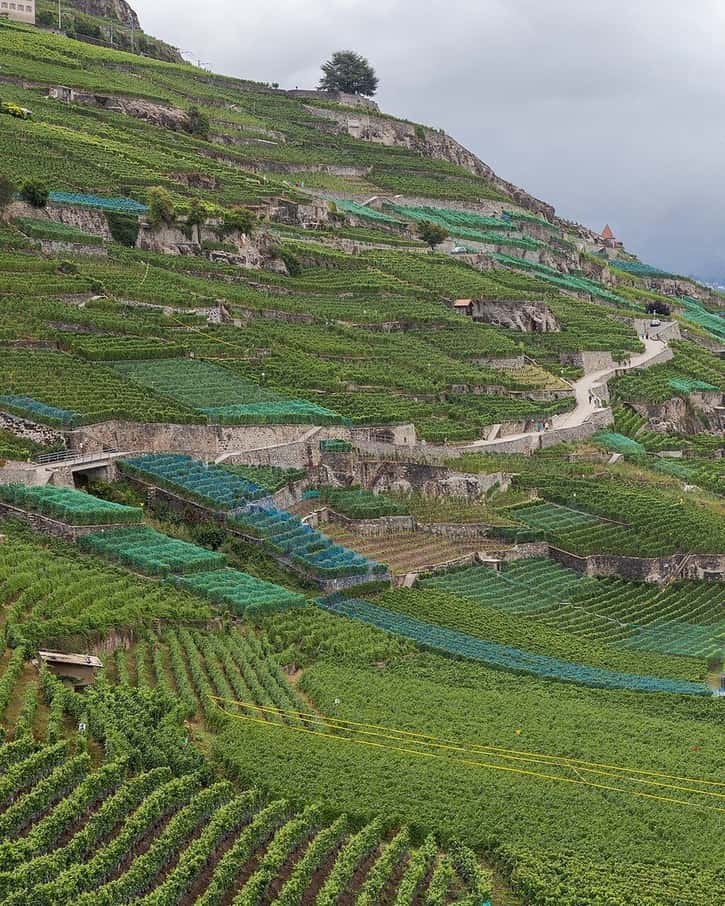 The terraced vineyards of Lavaux sloping down to Lake Geneva, between Lausanne and Montreux, in late summer